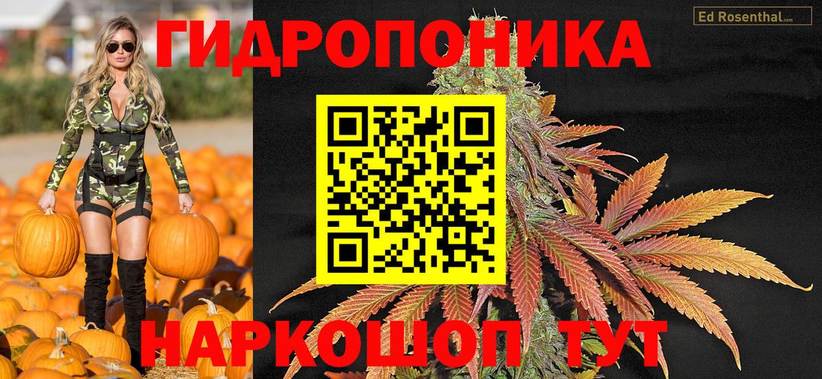 Каннабис OG Kush Юрга